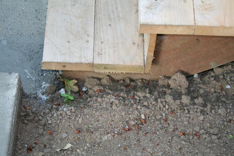 IMG_1753.JPG - Front stairs sitting on concrete pavers. Not secure. - right side